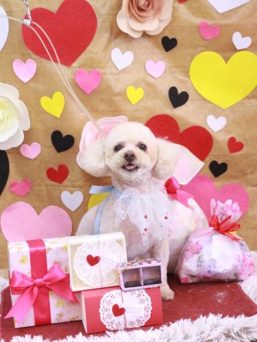 20230215もものすけくん